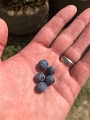 Kids_BlaseFarm_7-2020 (10)